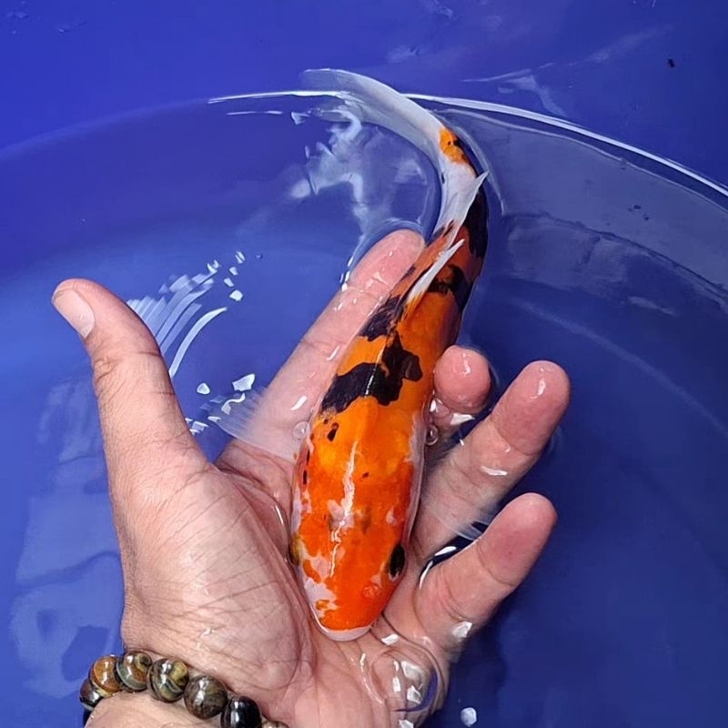 Ikan Koi Blitar Jenis Showa / Rumah Koi Jakarta / kode 0031