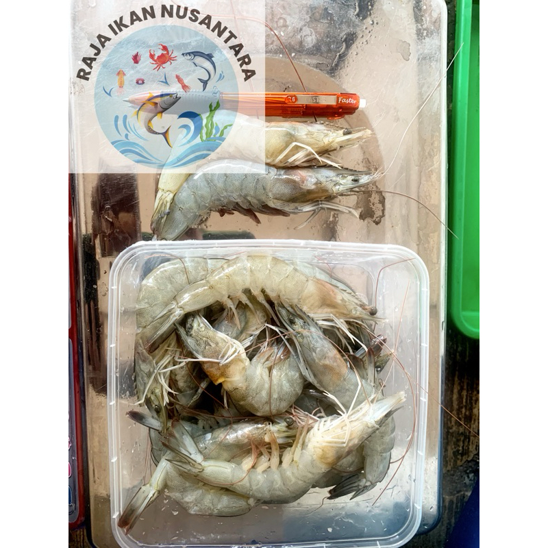 

UDANG VANAMI BESAR TERMURAH FRESH FROZEN 500Gr