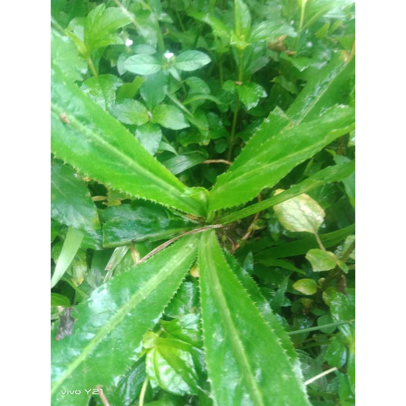 

walanggeni segar 250/gram