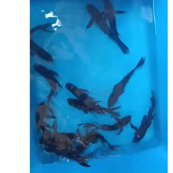 Karasu Slayer Ikan Koi