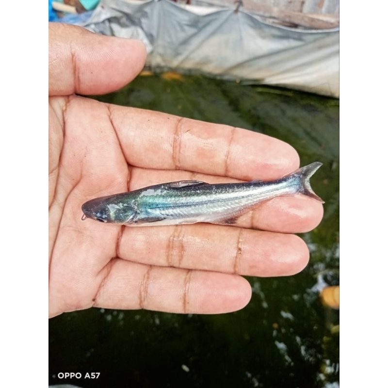 bibit ikan patin