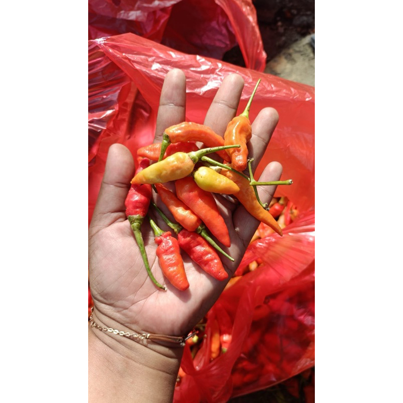 

Cabe/Lombok Cabe Rawit ORI