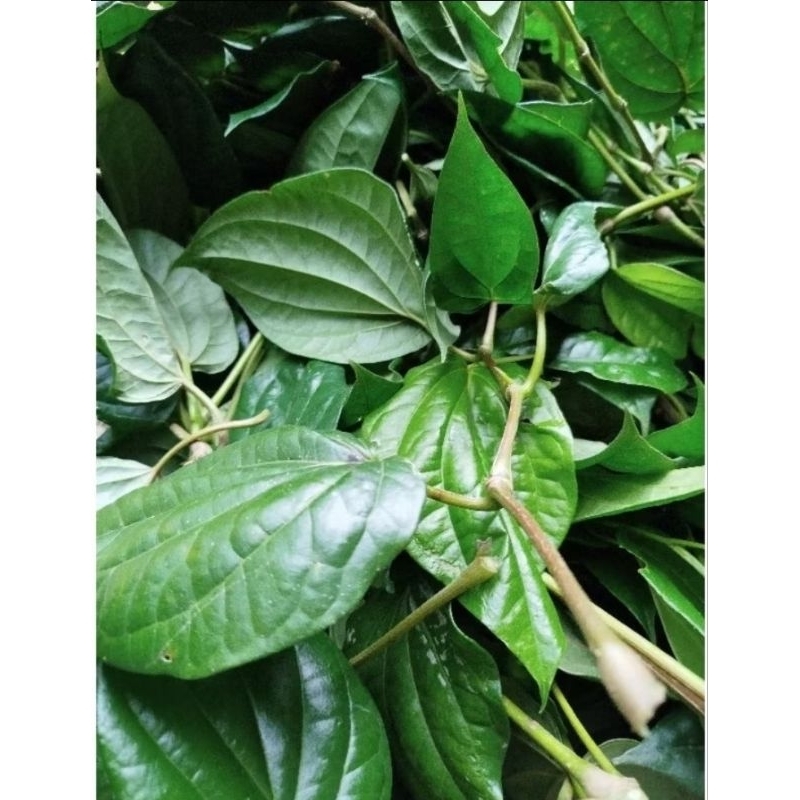 

daun sirih segar 100 Gram
