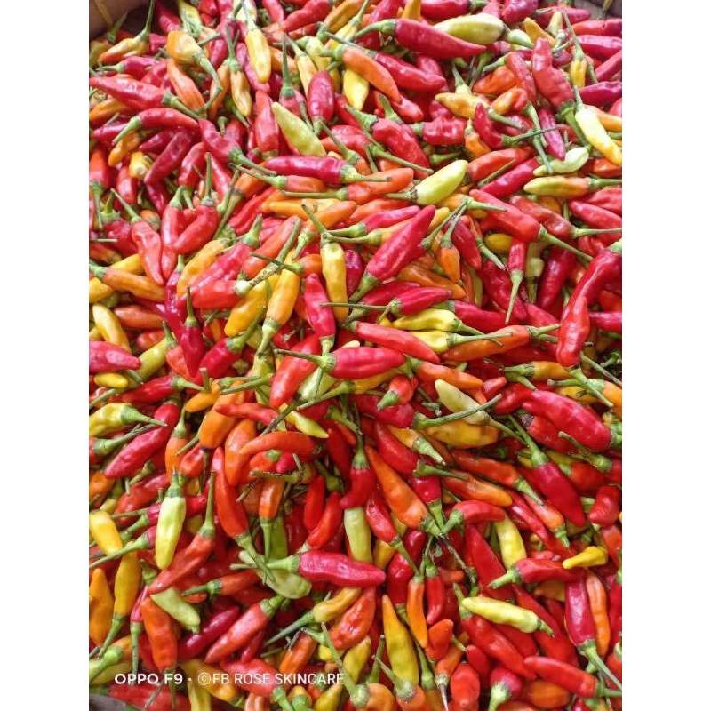 

cabai setan atau cabai cangak cocok untuk segala jenis sambal dan masakan pedas lainya