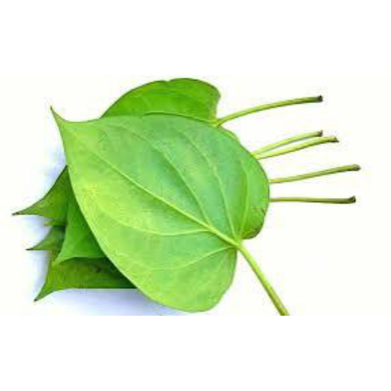 

daun sirih segar di petik dadakan 50 lembar flash