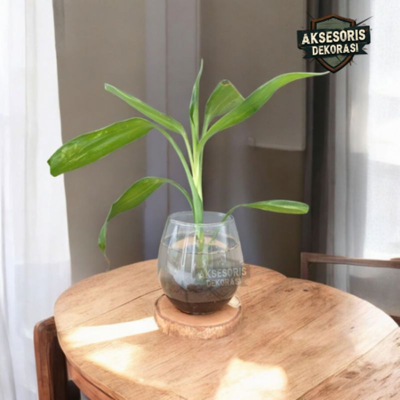 Vas Kaca Bulat | Vas Kaca Estetik | Vas Kaca Bunga | Vas Kaca Tanaman | Vas Tanaman Hidup | Vas Kaca