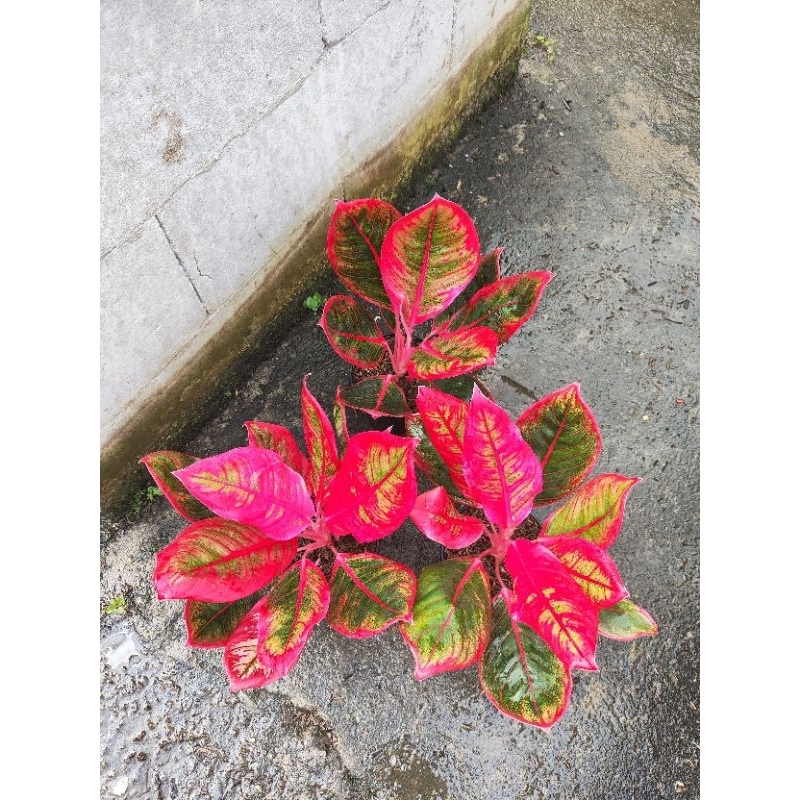 Aglaonema Khanza Menor