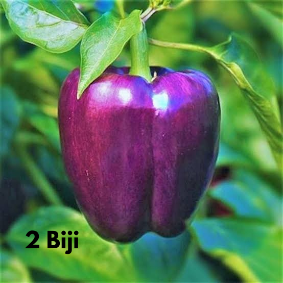 BTN Benih Paprika Ungu F1 Bibit Paprika Ungu Benih Sayuran Berkualitas