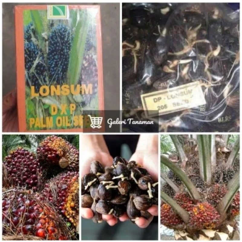 BIBIT KECAMBAH SAWIT BERSERTIFIKAT DXP LONSUM UNGGUL