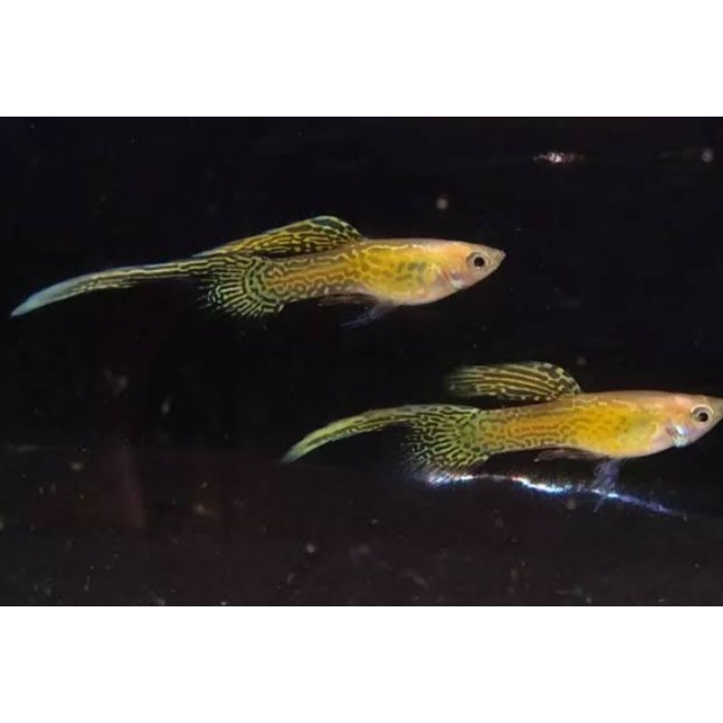 Guppy yellow lace top sword 1 pasang