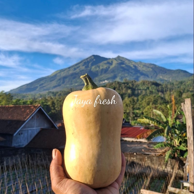 

BUTTERNUT SQUASH VARIETAS JACQUELINE 1KG