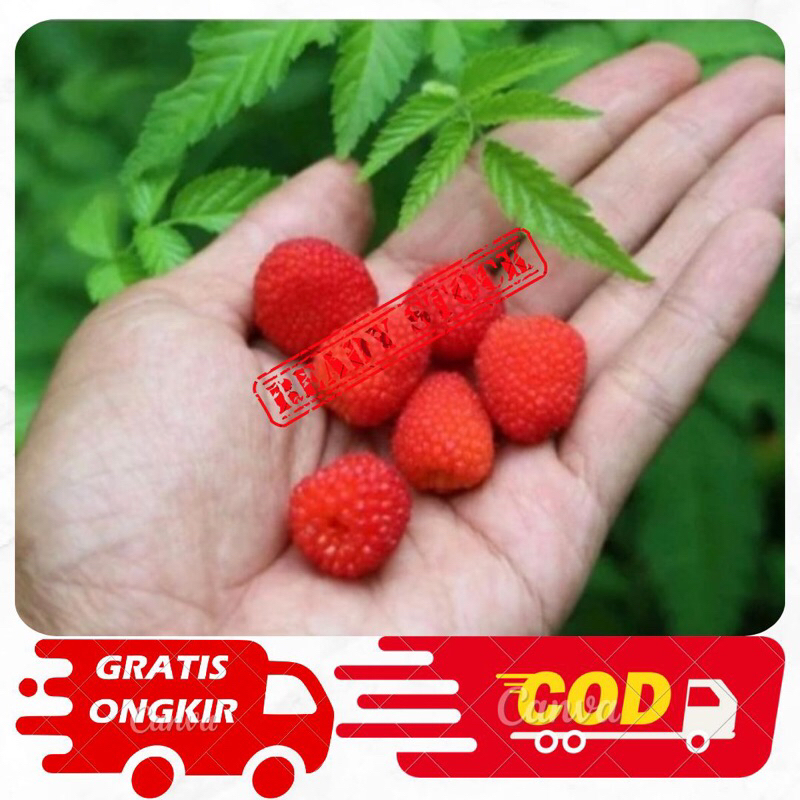 Bibit tanaman Buah Arben merah/Bibit Arben premium