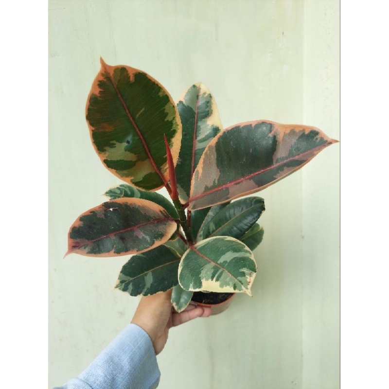 ficus ruby