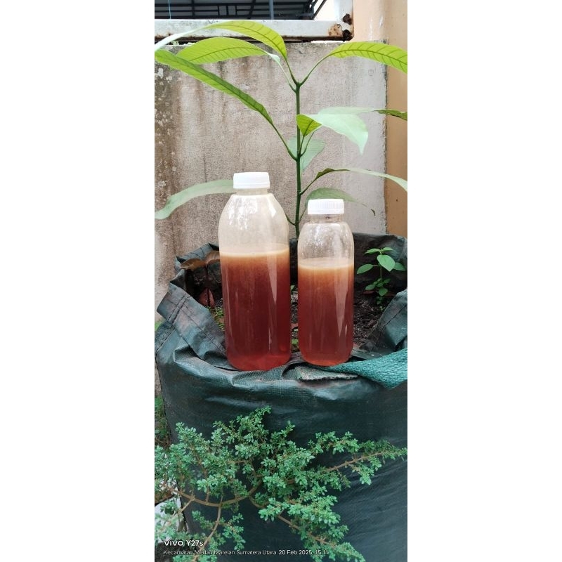 

Ibnuumarmadu - Madu Hutan Sialang 500ml - madu murni tanpa campuran - madu hutan liar - madu hutan full nektar - madu sialang - madu dari pohon Sialang - pure honey 100% madu murni