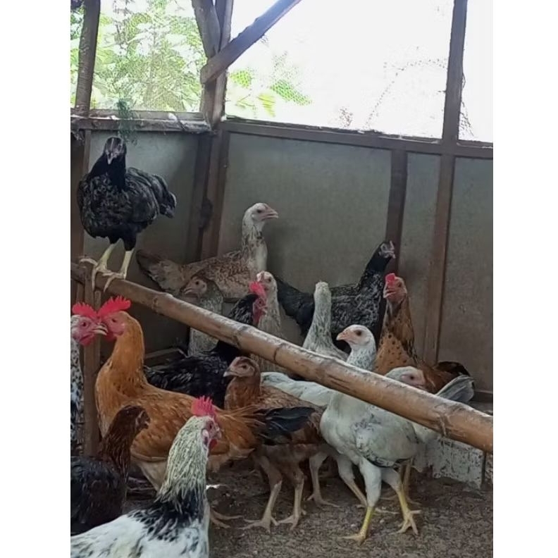 AYAM KUB 2 JANAKA PULET 1JANTAN 4 BETINA