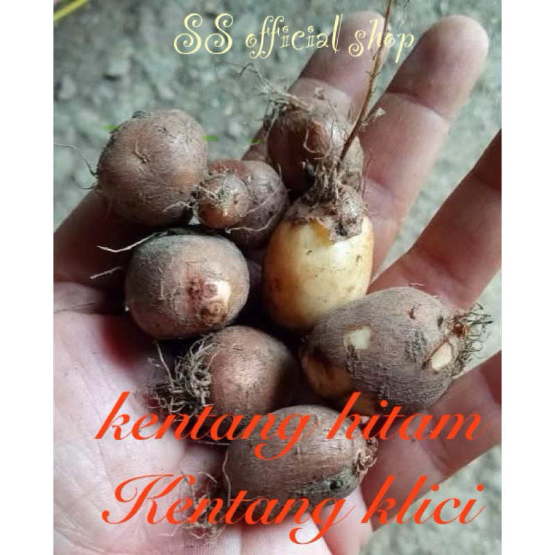 

1kg kentang klici kentang hitam kentang bulu kentang sabrang