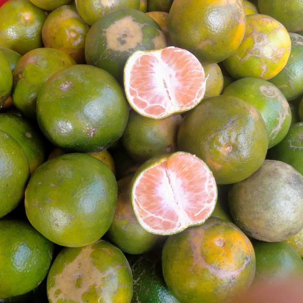 

jeruk jember manis/jeruk jawa timur 1kg