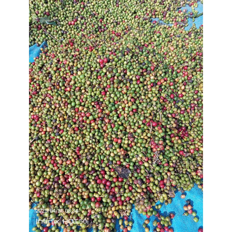 

ceri kopi robusta pangandaran-ciamis