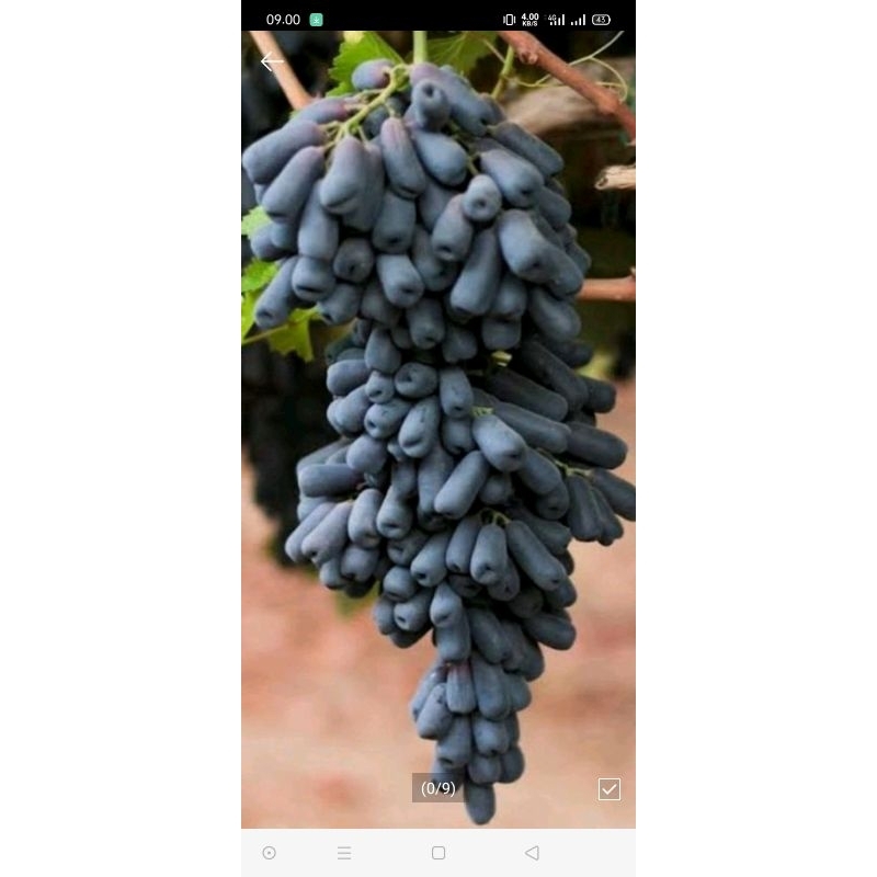 Bibit anggur hitam mondrop 110cm manis tanpa biji