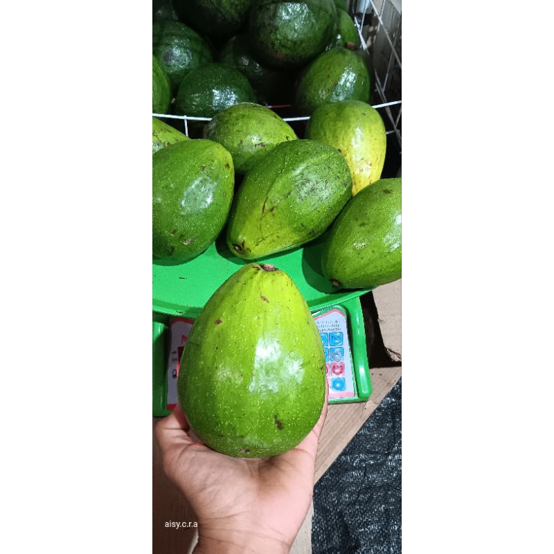 ALPUKAT ALIGATOR 1KG