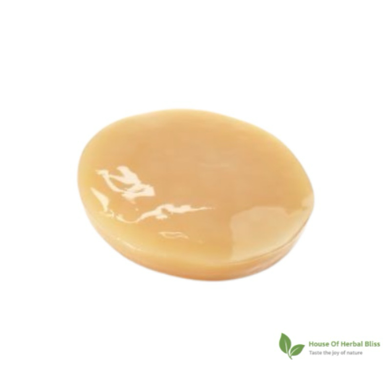 

BIBIT SCOOBY KOMBUCHA SUPER JUMBO UKURAN 33,5 CM KOMBUCHA