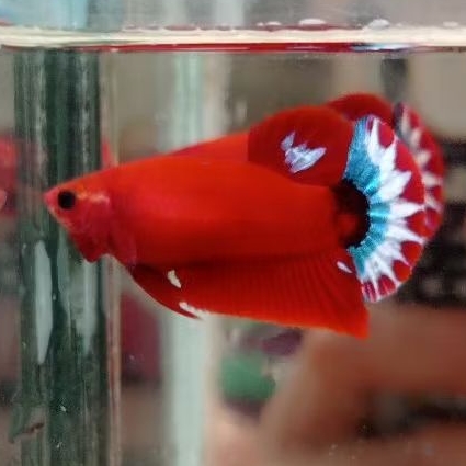 Female Hellboy bold Top Grade