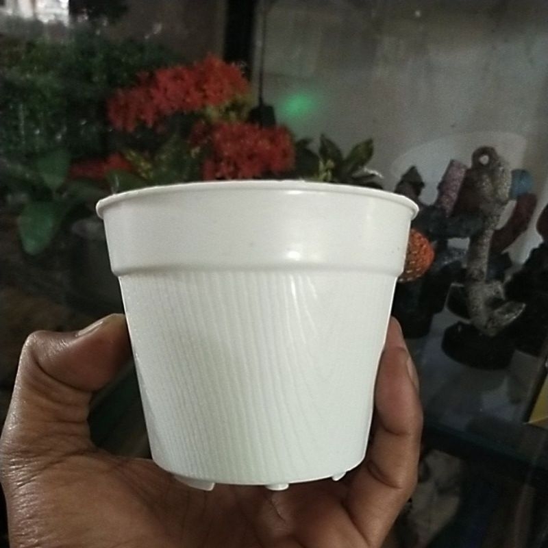 Pot plastik mini kaktus sekulen tanpa lubang bawah