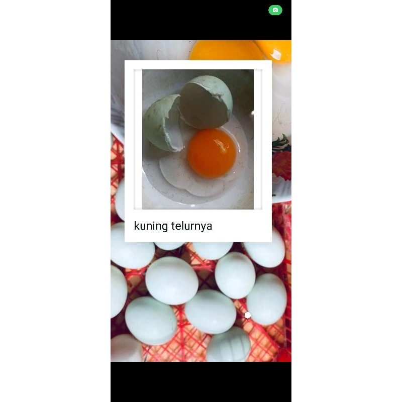 

TELUR BEBEK PILIHAN TERMURAH