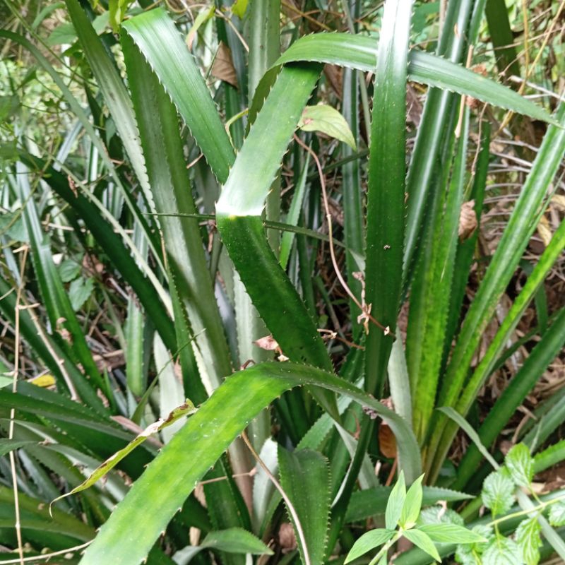 

Daun nanas merah segar organik paket 250 gram