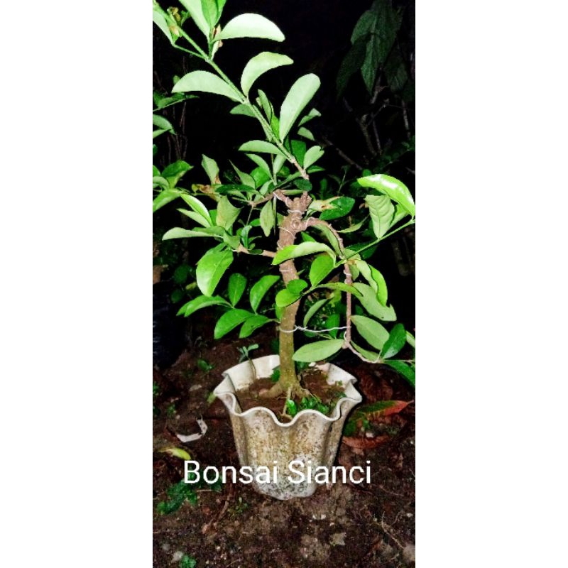 BAHAN BONSAI SIANCI MURMER