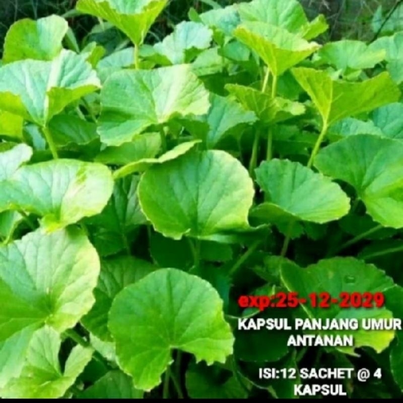 

gratis Ongkir Daun ANTANAN sudah di Kemas Menggunakan Mika Hijau Original