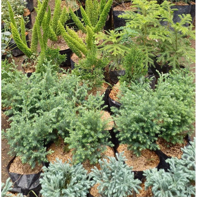 

Berbagai Macam Tanaman Hias 1 K.G 10rb Sampai 50rb