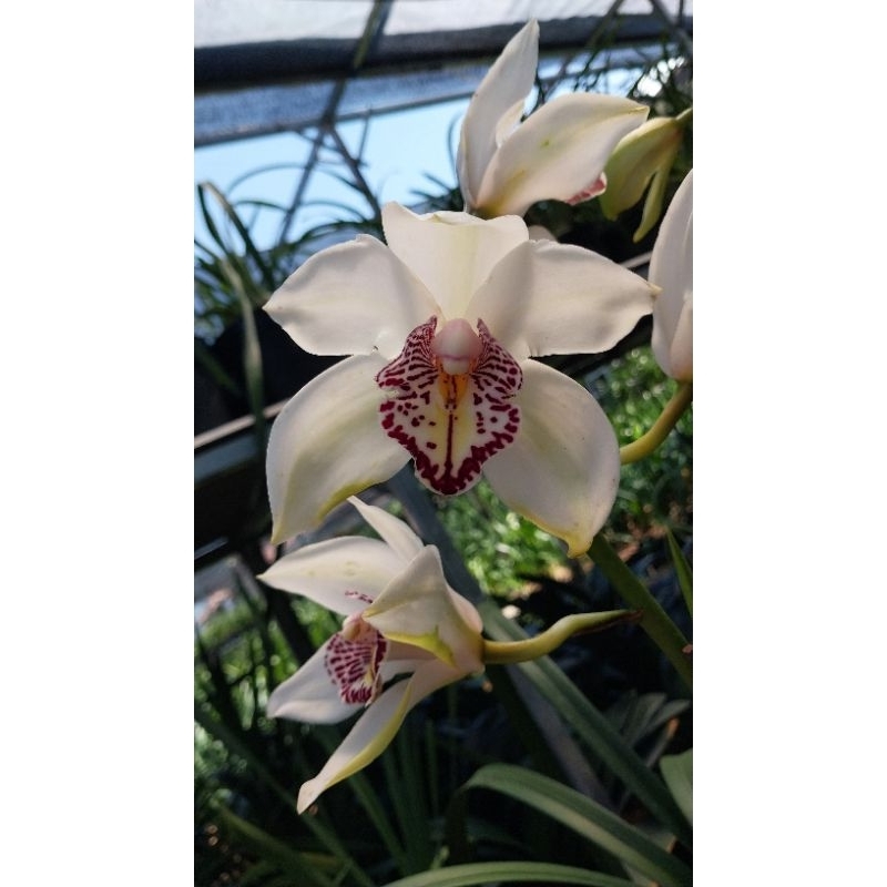 Bunga Anggrek Cymbidium Koleksi Putih