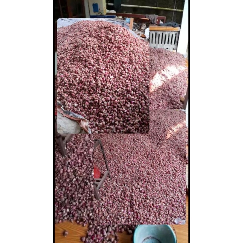 

Bawang merah Parangtritis