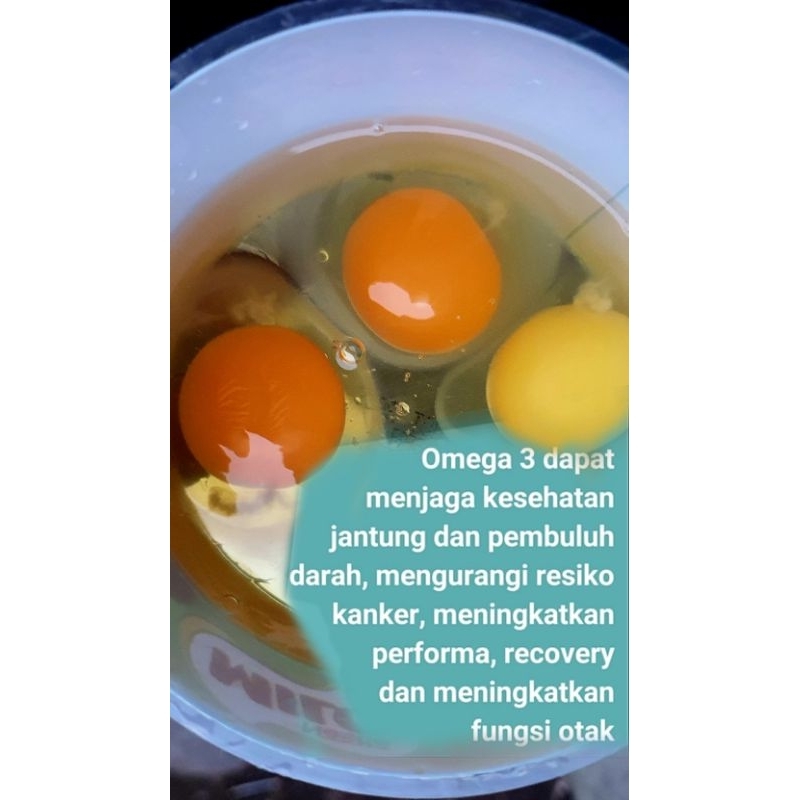 

Telur Negri Omega