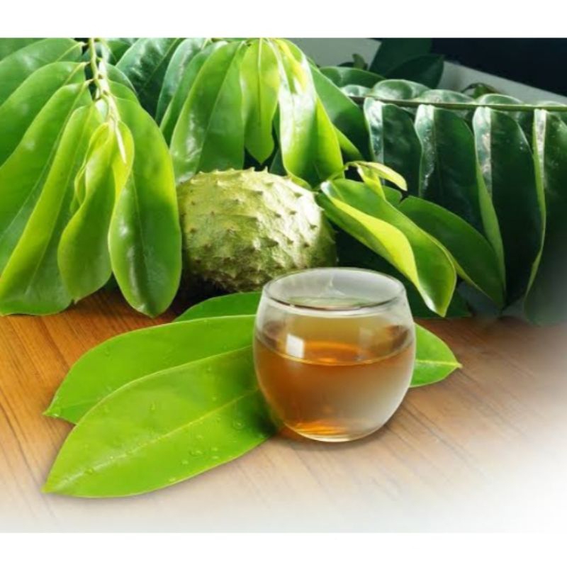 

daun sirsak fresh obat alami prostat 50lbr