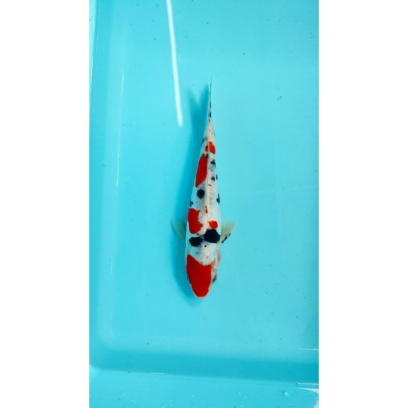 ikan koi blitar sanke doitsu 24 cm