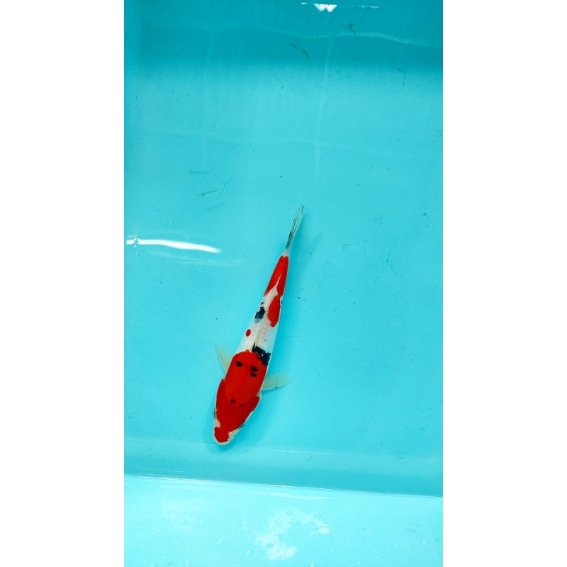 ikan koi blitar sanke doitsu 22 cm