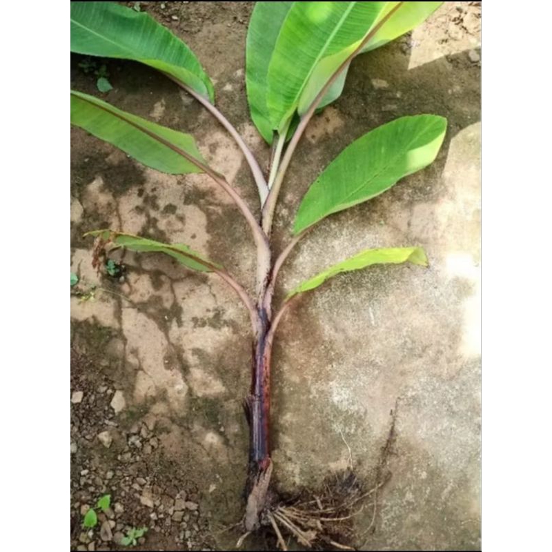 

Bibit Pohon Pisang Merah Tipe Ganesha(Buah Lbh Besar,Daun Lebat,Buah Berbuah Banyak)