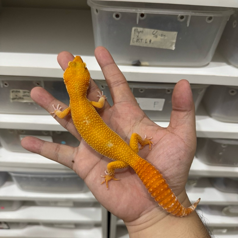 SUNGLOW BETINA 1 Mainan Anak Lucu Jinak Gecko Geko Leopard Gecko