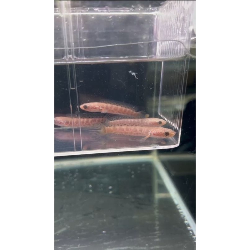 Baby Auranti size 5-6cm