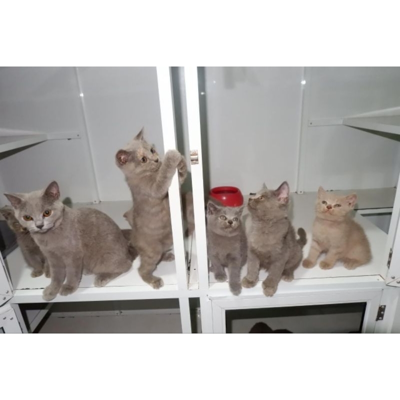 KUCING British shorts hair BSH jantan Betina