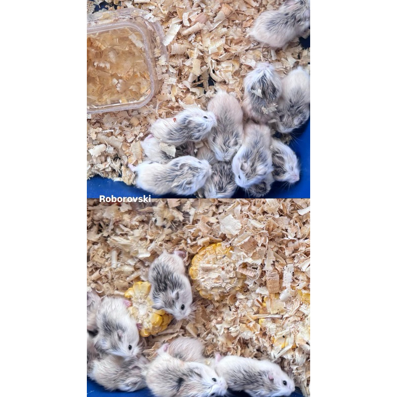 Hamster roborovski khusus wilayah surabaya dan sekitarnya