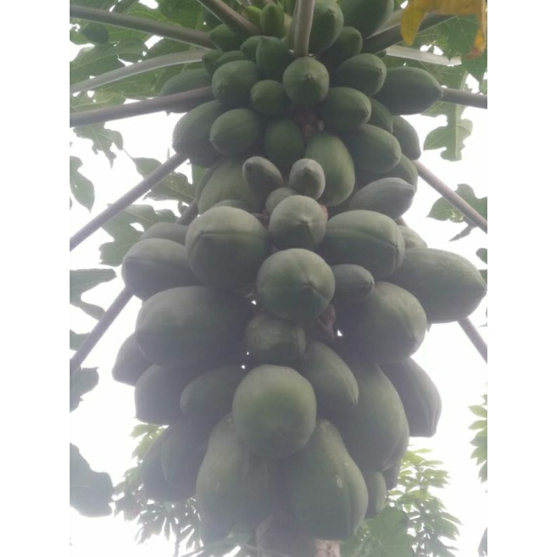 

pepaya muda/buah pepaya /pepaya sayur gresik baru petik
