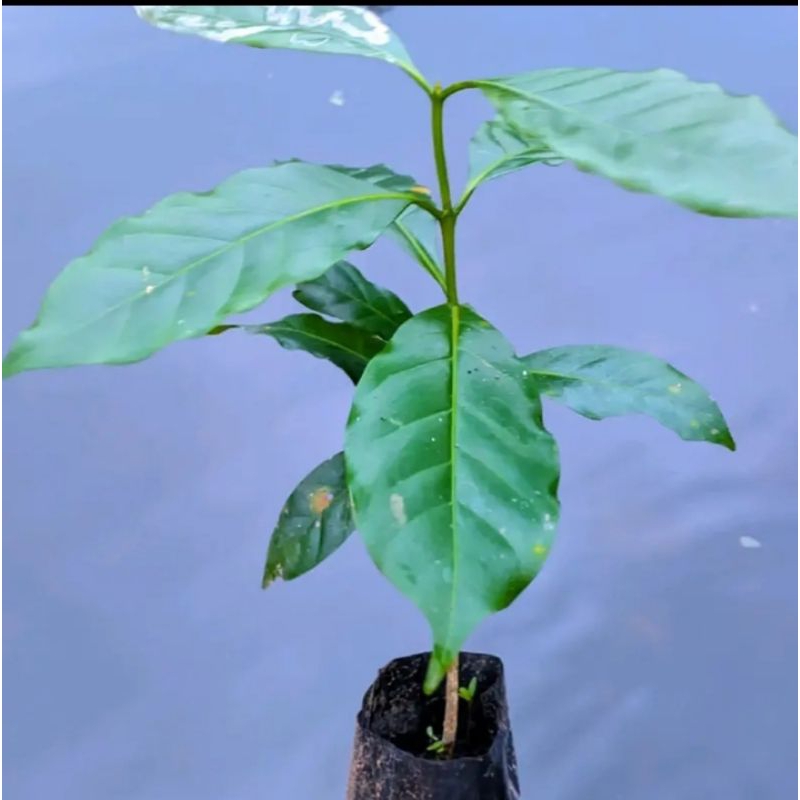 Bibit unggul kopi Gayo arabika siap tanam per 3 pcs