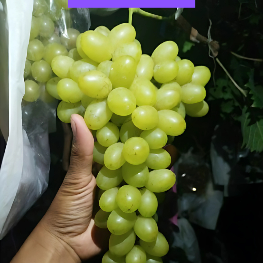 

Bibit Anggur Malika (seedless)