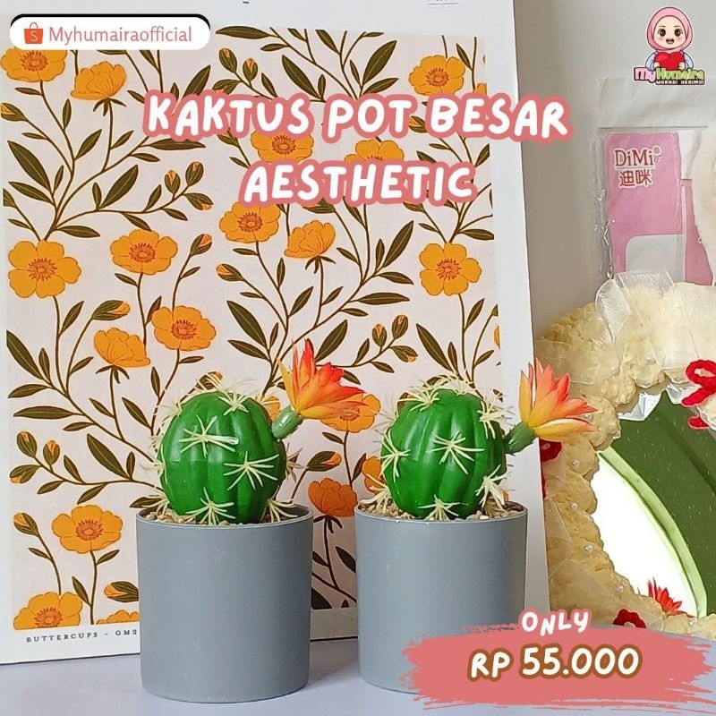 [TENGGARONG] TANAMAN HIAS KAKTUS POT BESAR