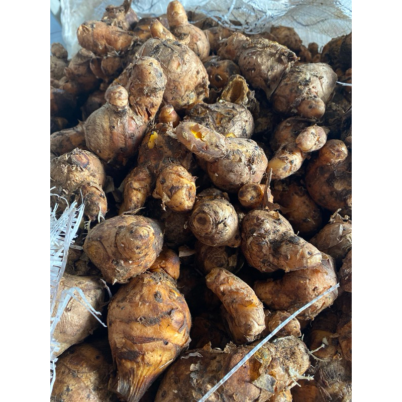 

temulawak basah fresh / segar