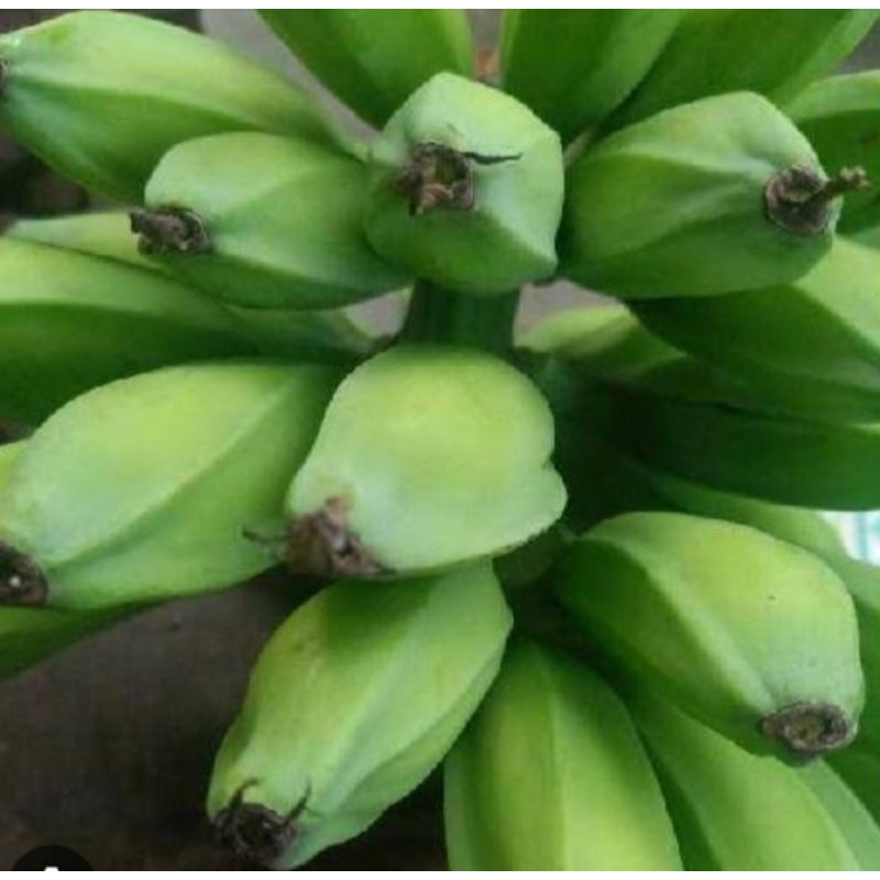 

jual pisang batu segar organik atau pisang kelutuk 500 g