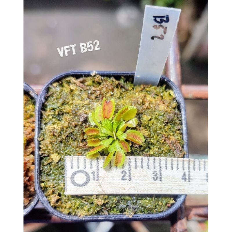 Venus flytrap B52